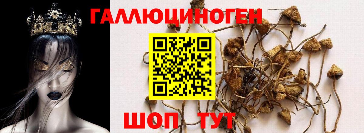 где продают   Вход с VPN  Галлюциногенные грибы прущие грибы  Сосновоборск  Галлюциногенные грибы Cubensis 
